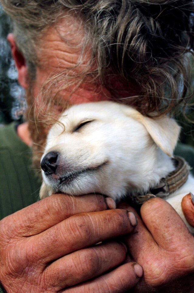 История собаки