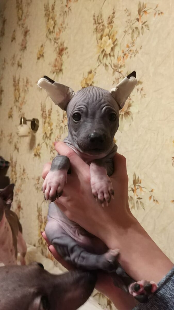 eremaleksein / Породность