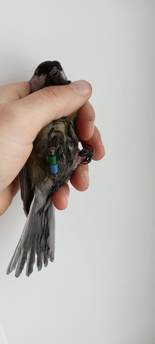 По кольцам её можно отличить от остальных синиц