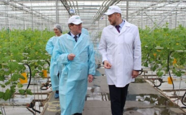    В нижегородских теплицах выращивают огурцы из отечественных семян