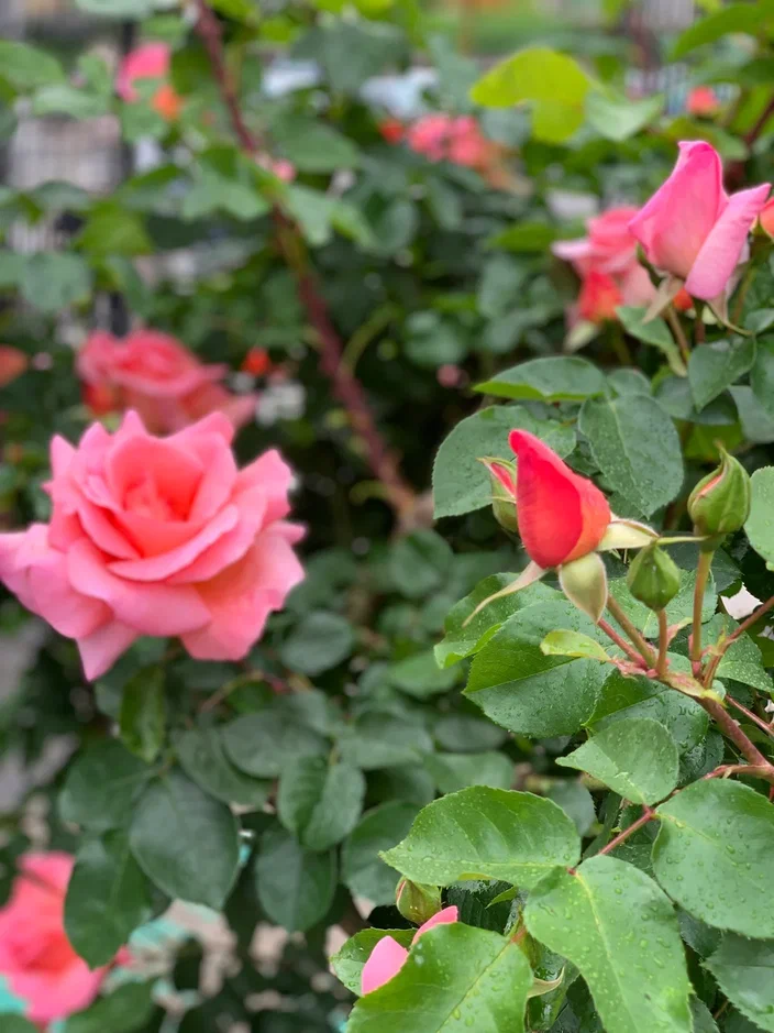 С 8 марта! Авторское фото волгоградского ученого и фотографа Елены Попковой: https://www.saatchiart.com/account/artworks/1599809