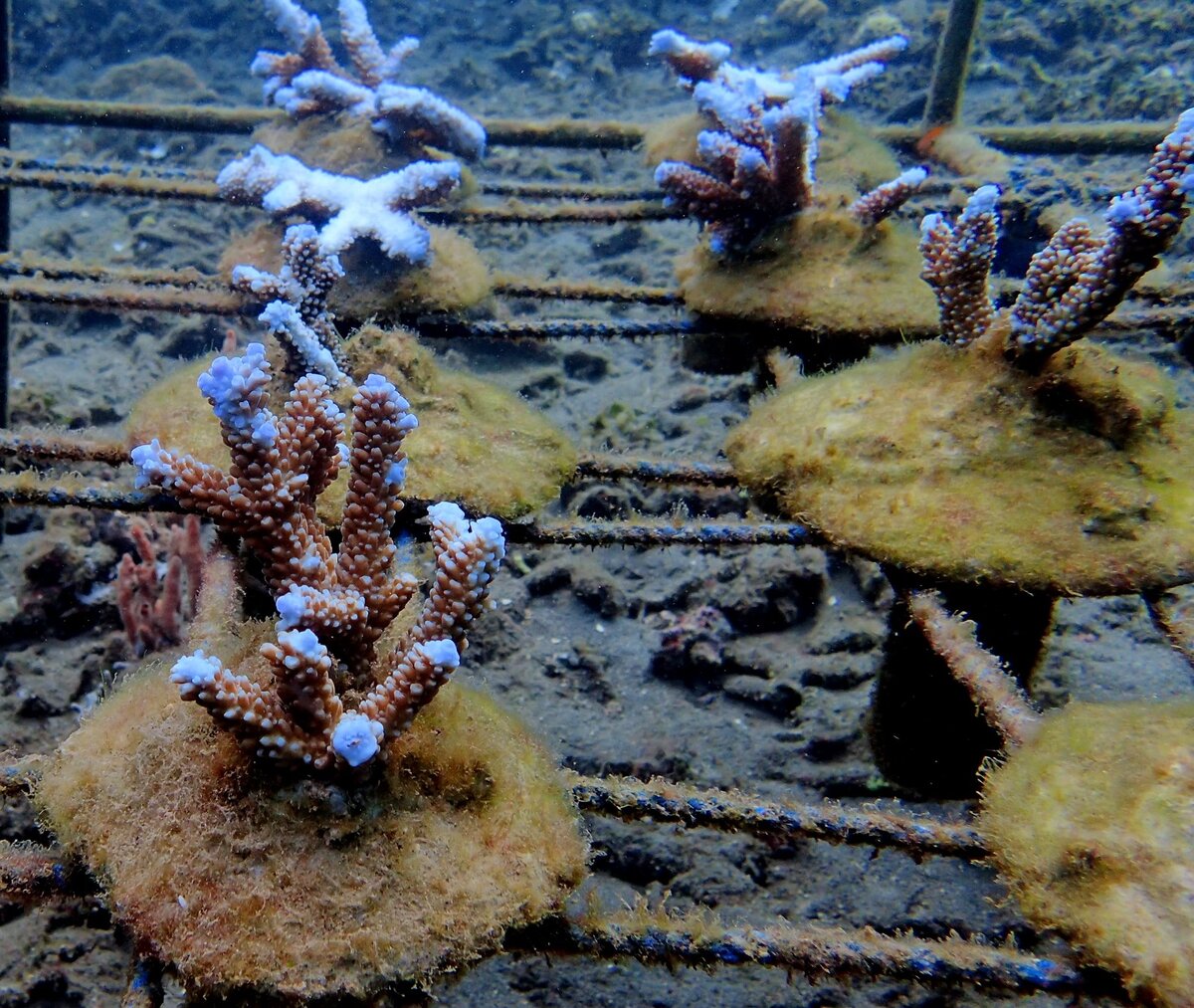 стойка с новыми видами Acropora (мелкого полиповидного каменистого коралла)