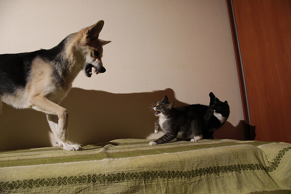     Зачем собаки нападают на кошек и почему у этих видов сложные отношения