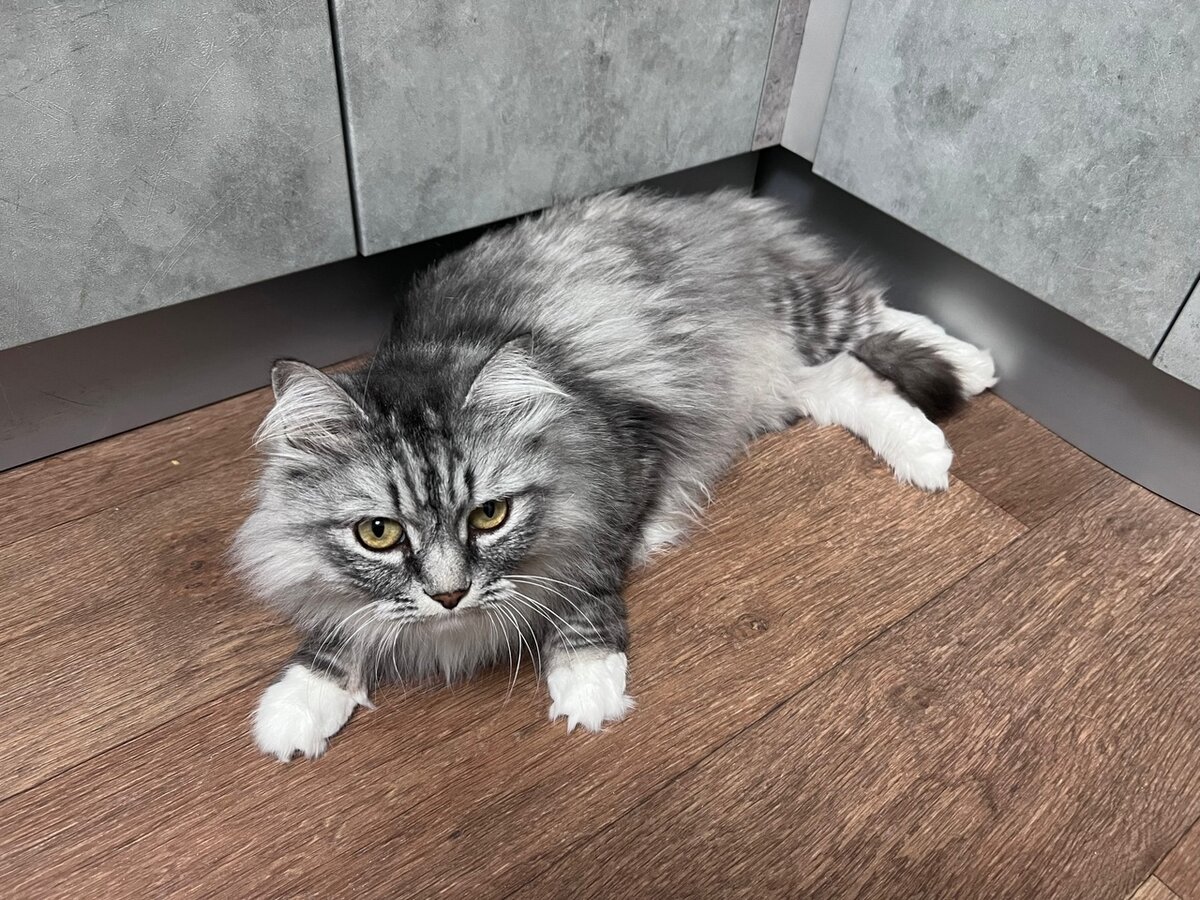 Кот крупный. Похож на сибиркого.