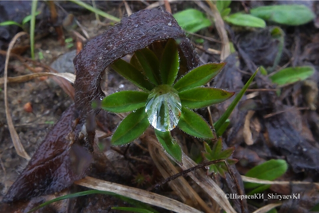 Вид неизвестен