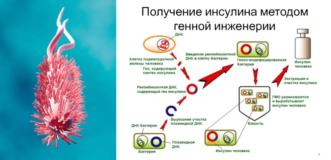 Синтез гена инсулина в пробирке. Схема получения рекомбинантного инсулина. Синтез гена инсулина в пробирке. Синтез гена инсулина в пробирке. Образование инсулина схема.