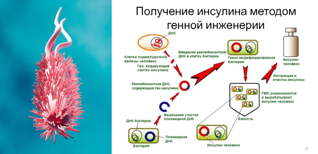 Схема создания бактериальных клеток способных синтезировать инсулин