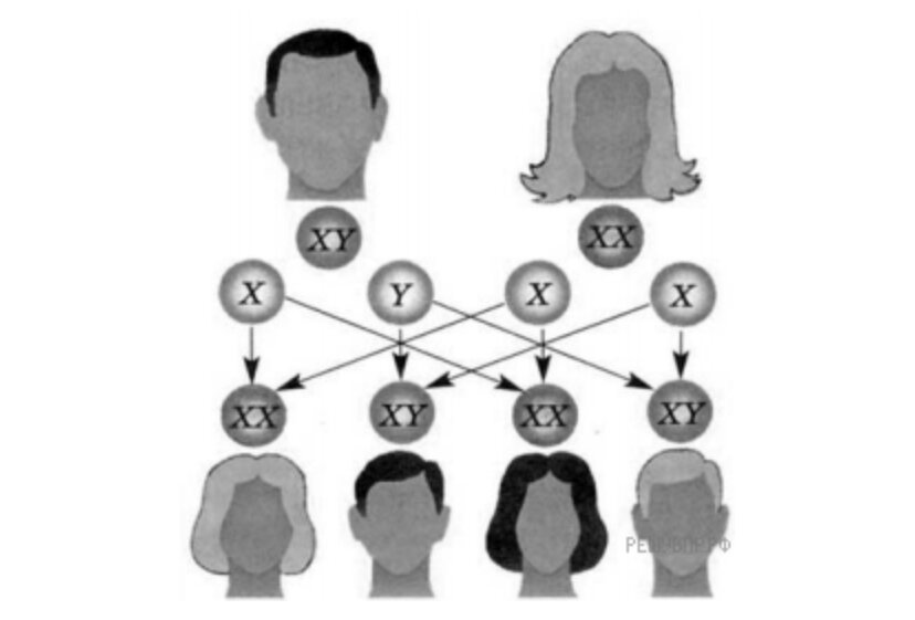 Приведите еще пример подобного явления у человека. Схема передачи половых хромосом общее свойство. Механизм передачи половых хромосом. Изображен механизм передачи половых хромосом. Механизм передачи половых хромосом какое общее свойство.