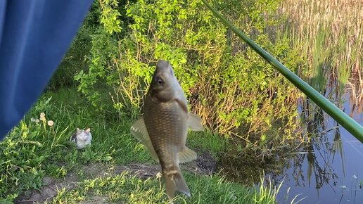 Карасевая рыбалка с котами и злющими комарами