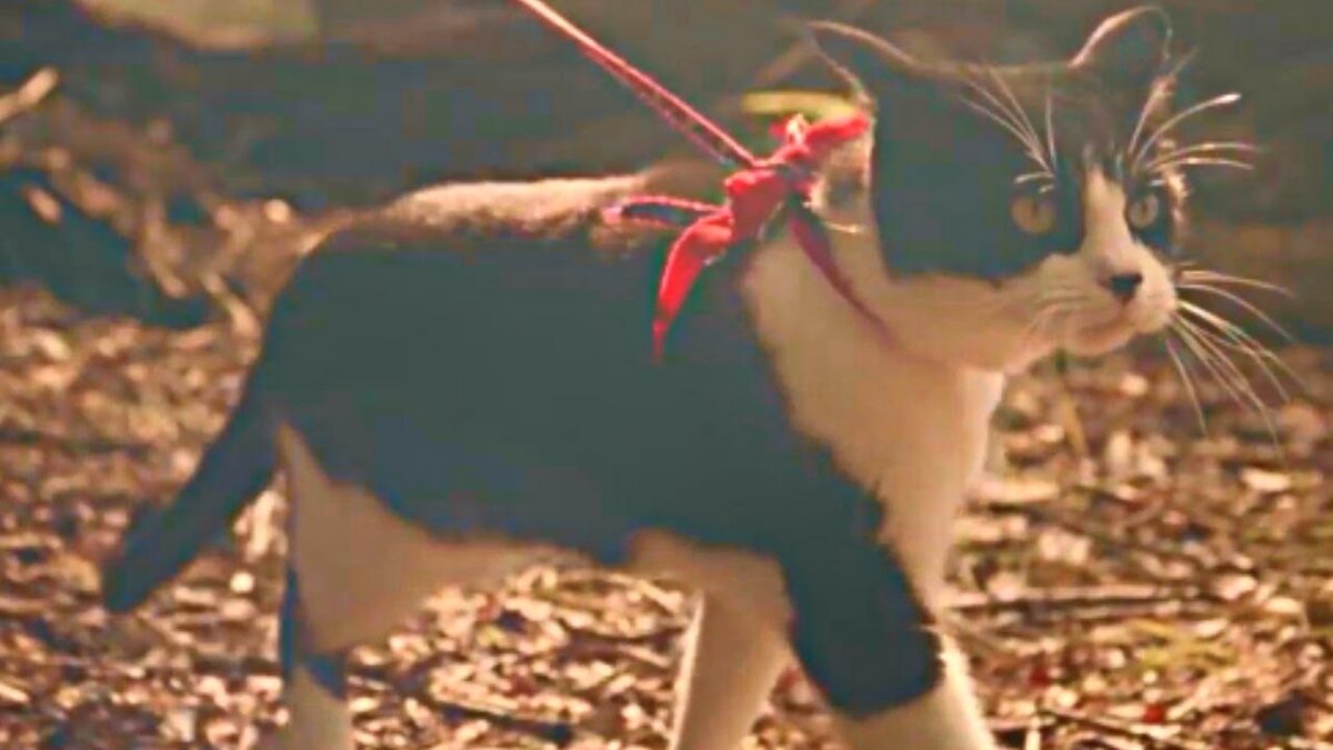 Кот Питер - прекрасный и волшебный