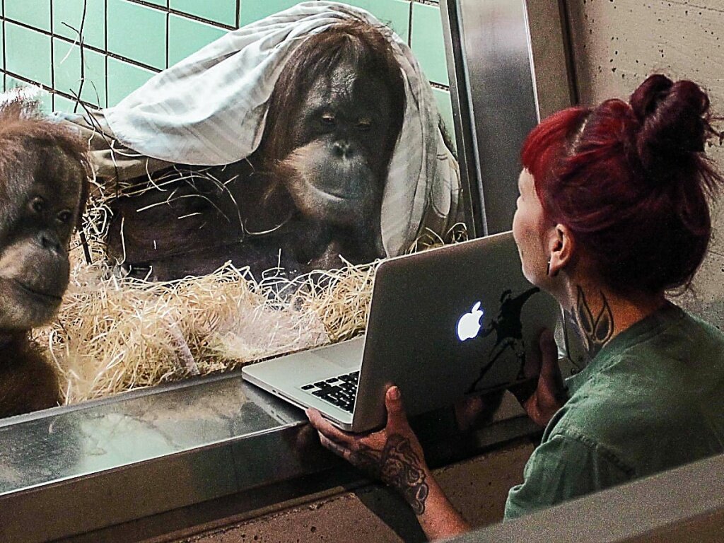Эмоции играют большую роль в жизни животных. В парке приматов Апенхёль в Нидерландах 11-летней самке орангутана Самбодже показывают фотографии возможных партнеров — участников международной программы разведения больших обезьян. Женихи живут далеко, перевозить их сложно. Если Самбоджа заранее выберет того, кто ей больше нравится, это облегчит дело Фото: Harald Knitter / Wilhelma