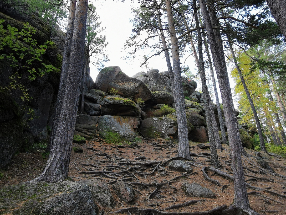 Каменный корень коллинсония канадская. Столбы. Красноярские столбы. Столбы из камня. Столбы Красноярск второй столб.