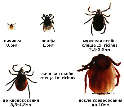 Укус клеща: вынимать самостоятельно или ехать в травмпункт?