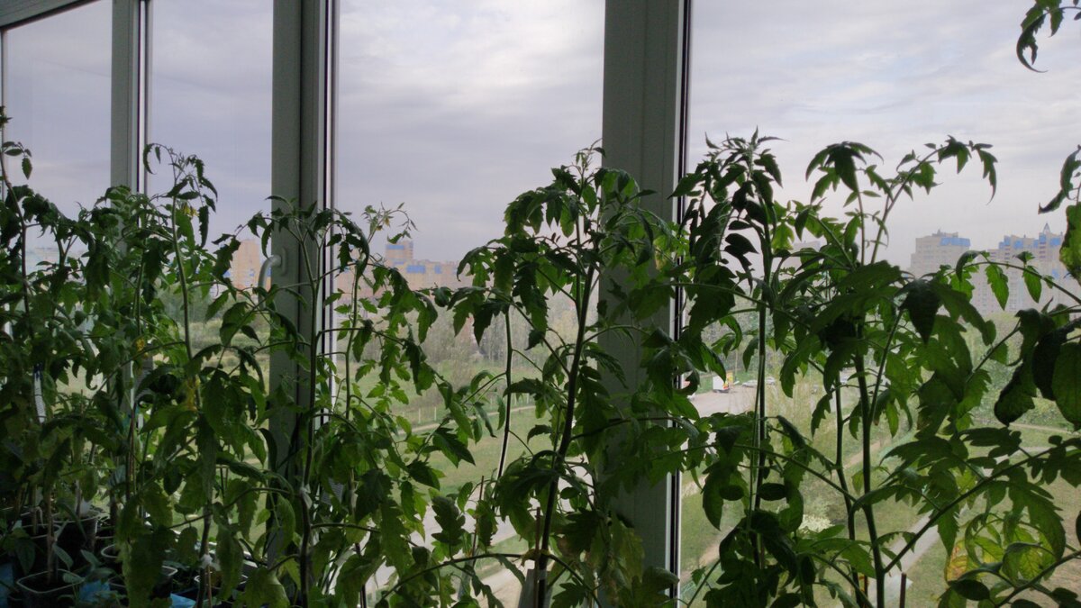 Рассада помидор для улицы