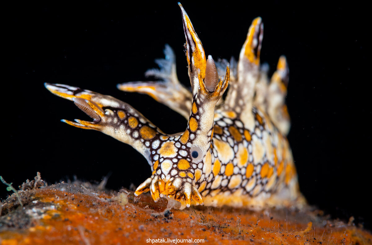 Глазастый голожаберный моллюск Bornella anguilla. Nikon D500+Nikkor 105 mm VR.