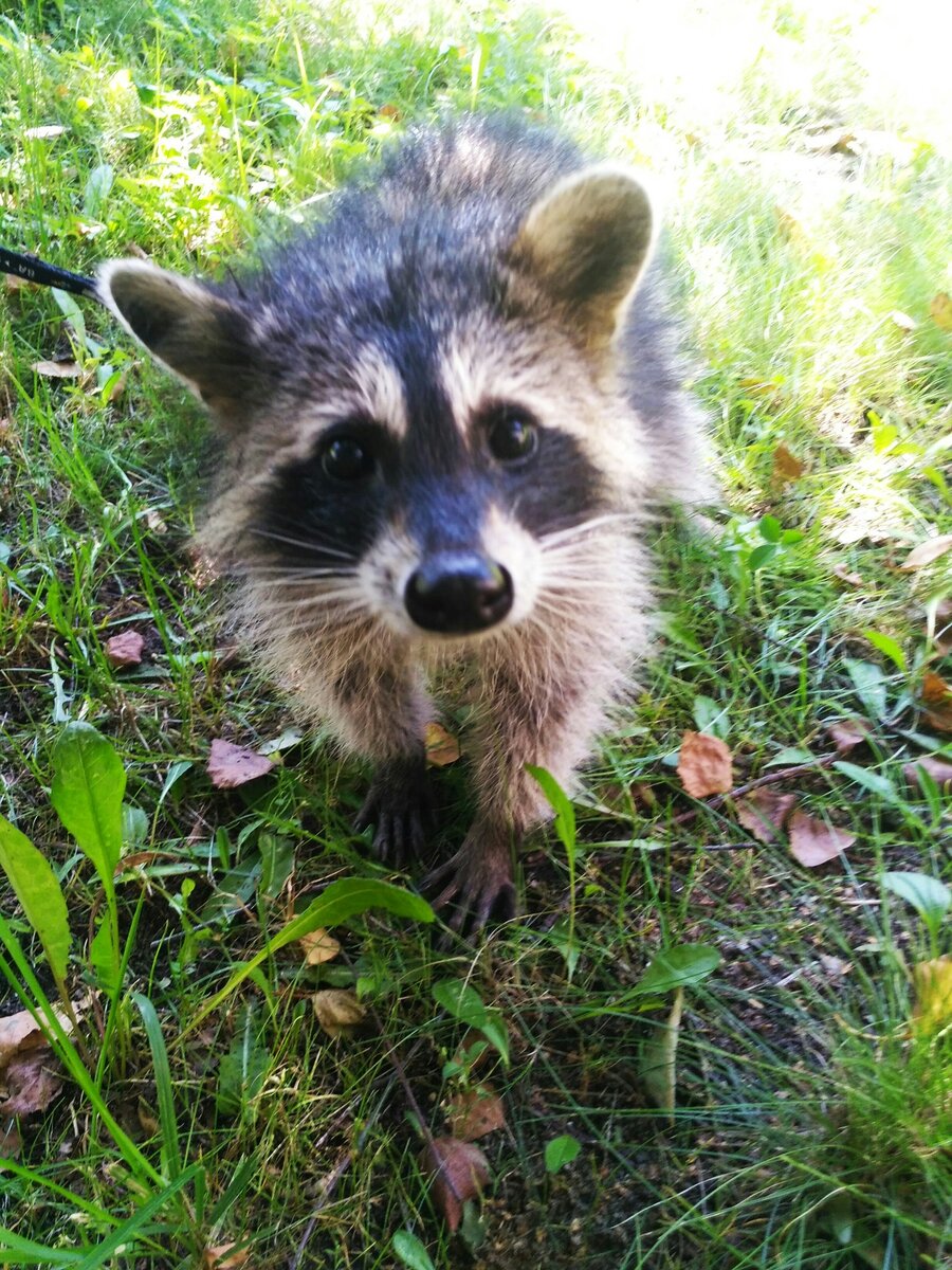 Тут Алексу уже около 3-х месяцев, смотрю на него сейчас, а он так сильно изменился в моське.