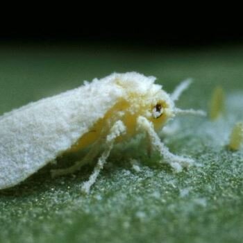 Характерный мучнистый налет на крыльях, при сильном увеличении, фото https://yandex.ru/images/