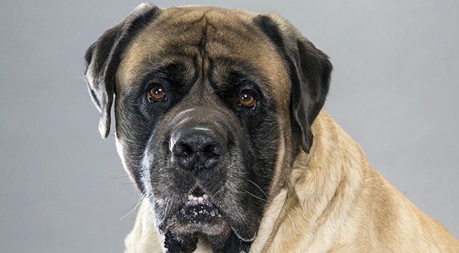 
фото: Английский мастиф