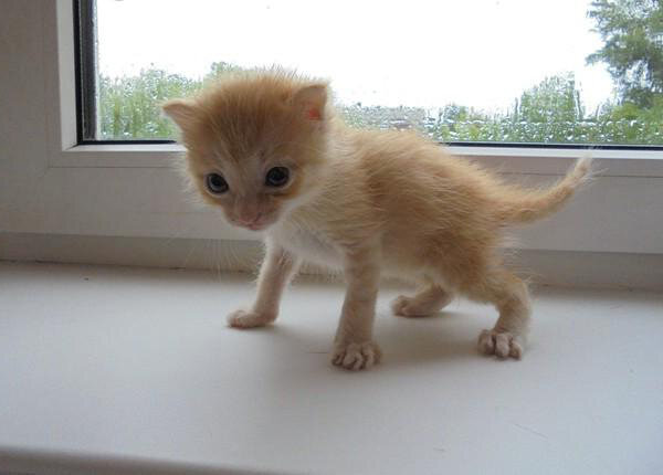 Семка учится ходить) 