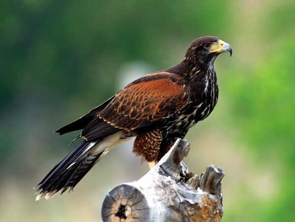 Источник фото: scalsys.com