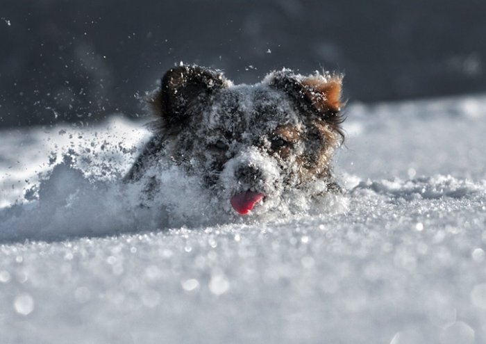 Немало собак участвовало в полярных экспедициях в роли тягловой силы.