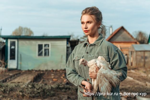 Добрый день, опытные и начинающие птицеводы! Сегодня мы подробно будем разбирать вопросы бизнеса. Какую птицу выгодно выращивать в домашних условиях для себя и как бизнес?