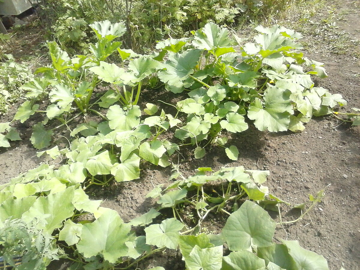 Оругечно-кабачковое поле