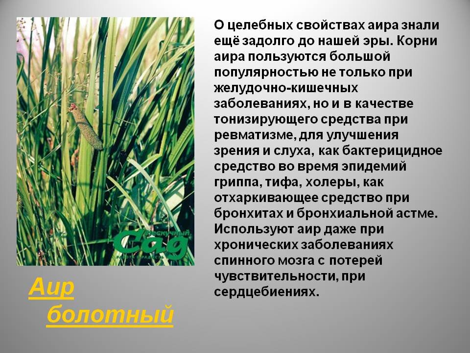 аир обыкновенный (acorus calamus l. аир трава лечебные свойства. аир обыкновенный - acorus calamus. аир растение. корневище аира болотного характеристики.