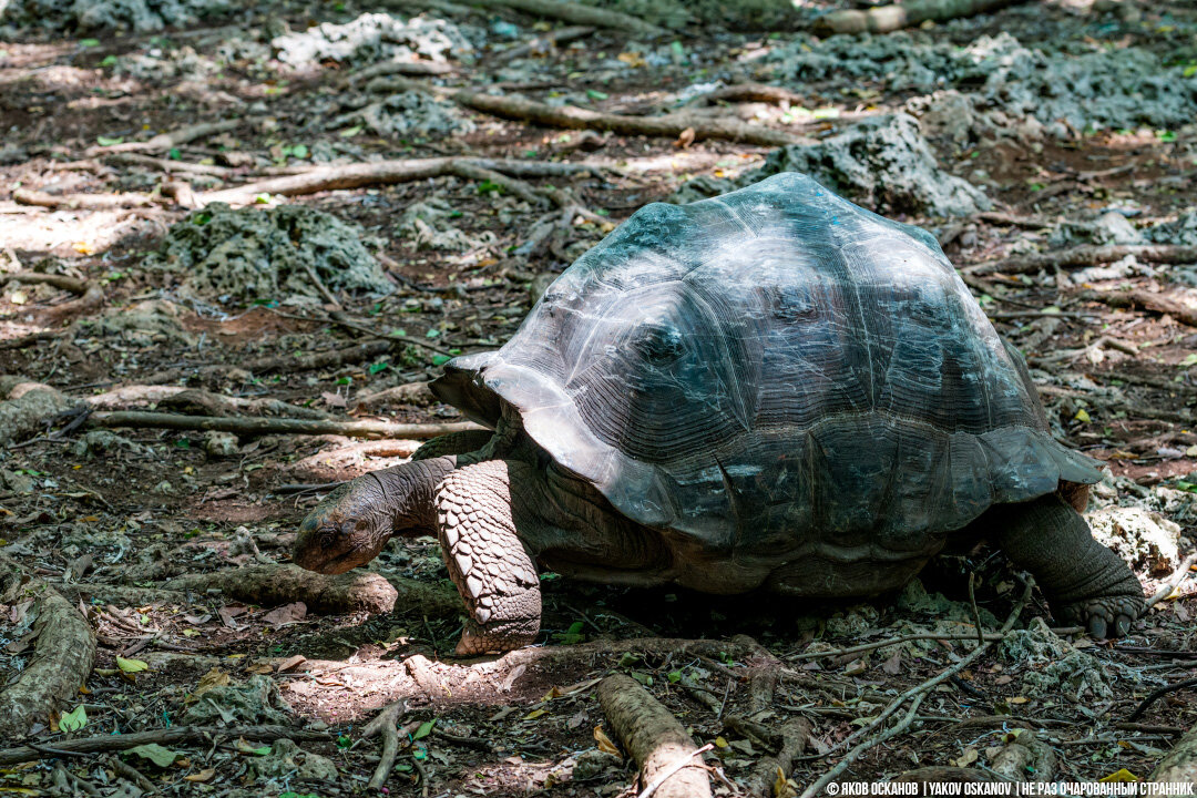 Гигантская черепаха (Aldabrachelys gigantea)