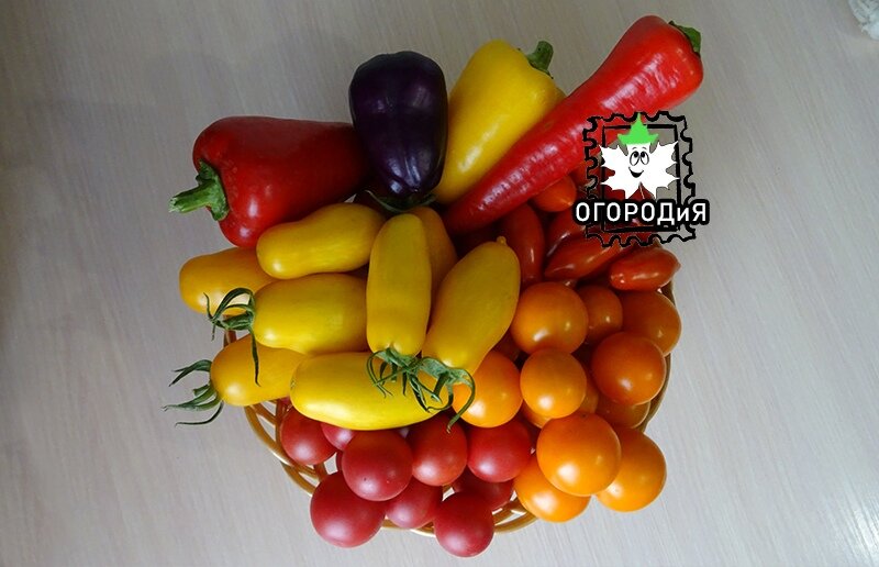 Июльский урожайчик, для  вашего хорошего настроения при чтении серьезной статьи