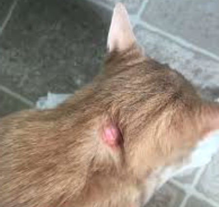 Болячки у кошки на шее: причины, симптомы и лечение [Кошки cats]