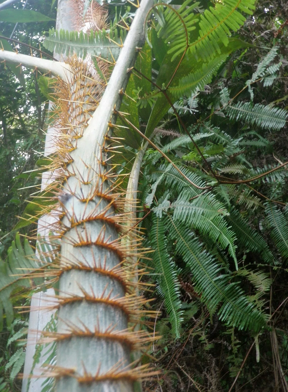 фото из источника Яндекс. Ротанговая пальма.