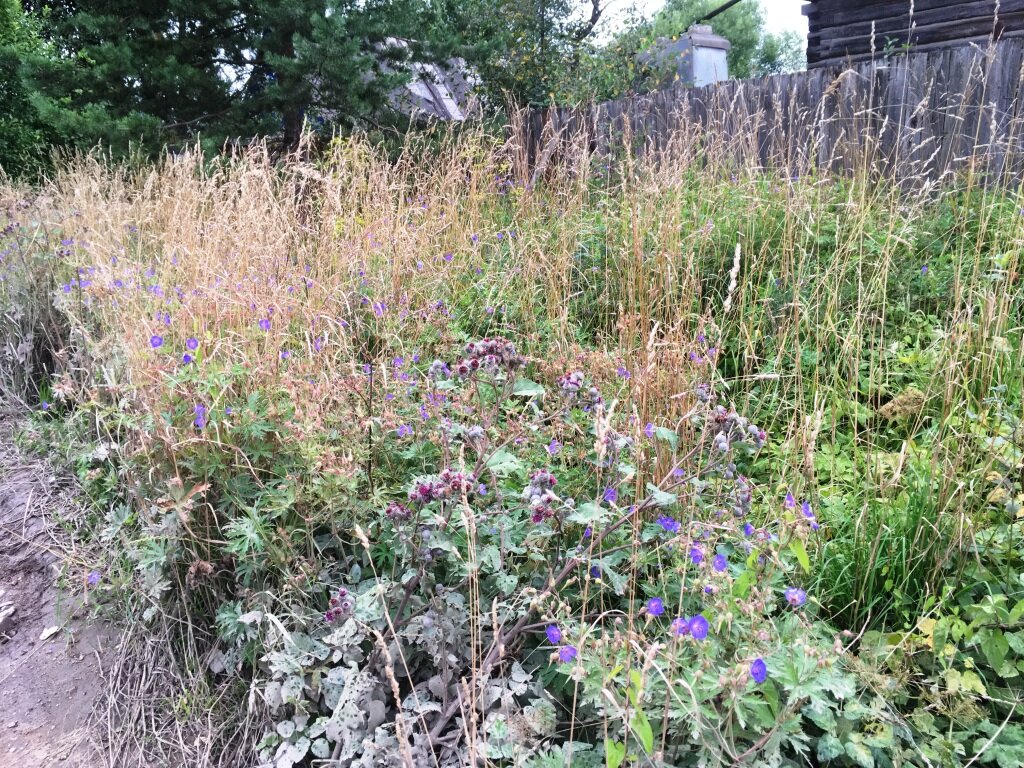 Весной тут будет сухостой