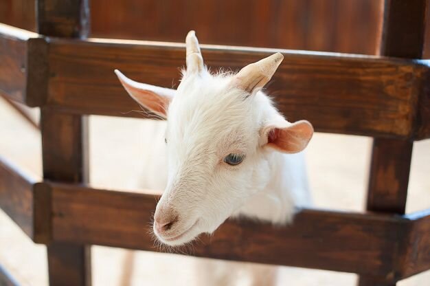 Всем привет! Сегодня расскажем про кормление коз от «А» до «Я».-2