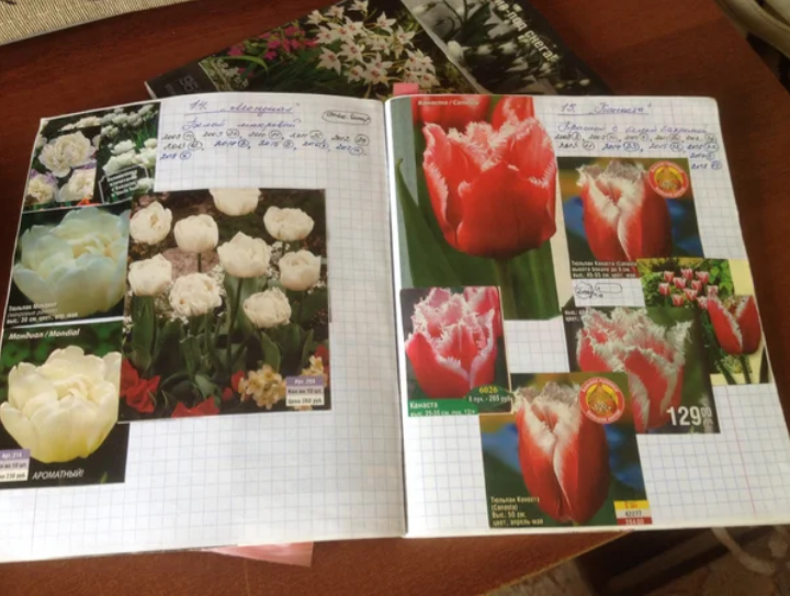 Лист моей тетради с записями про тюльпаны