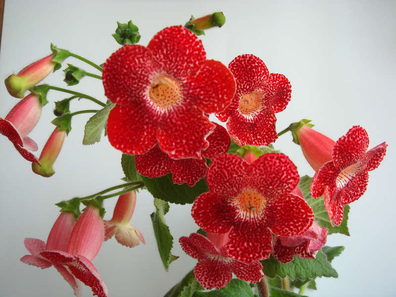 Пестрые и яркие цветы колерии