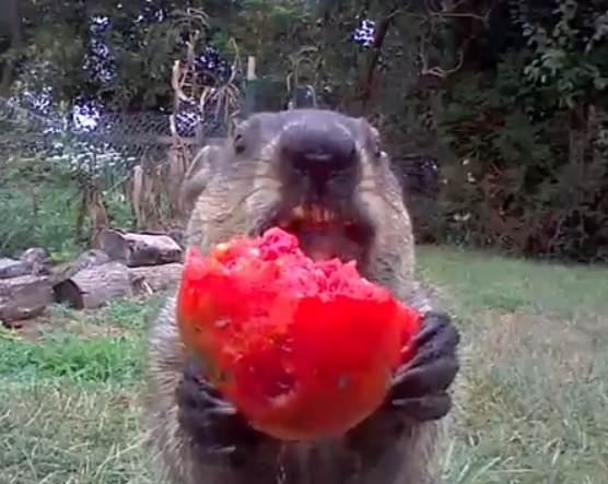 скриншот из видео, размещенного в аккаунте звездного воришки