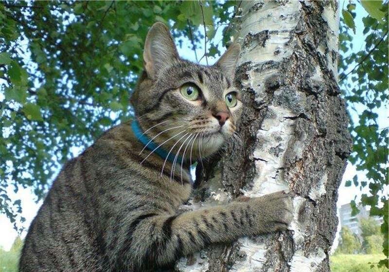 Кот васька съел. Басни крылова. Фразеологизм а васька слушает да ест. Басни про котов. А васька слушает да ест.