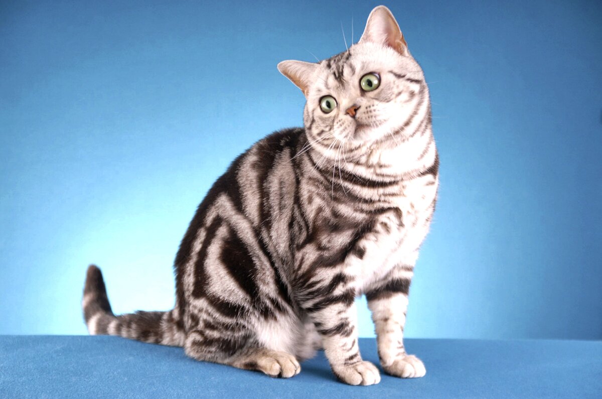 Какой милый котик!