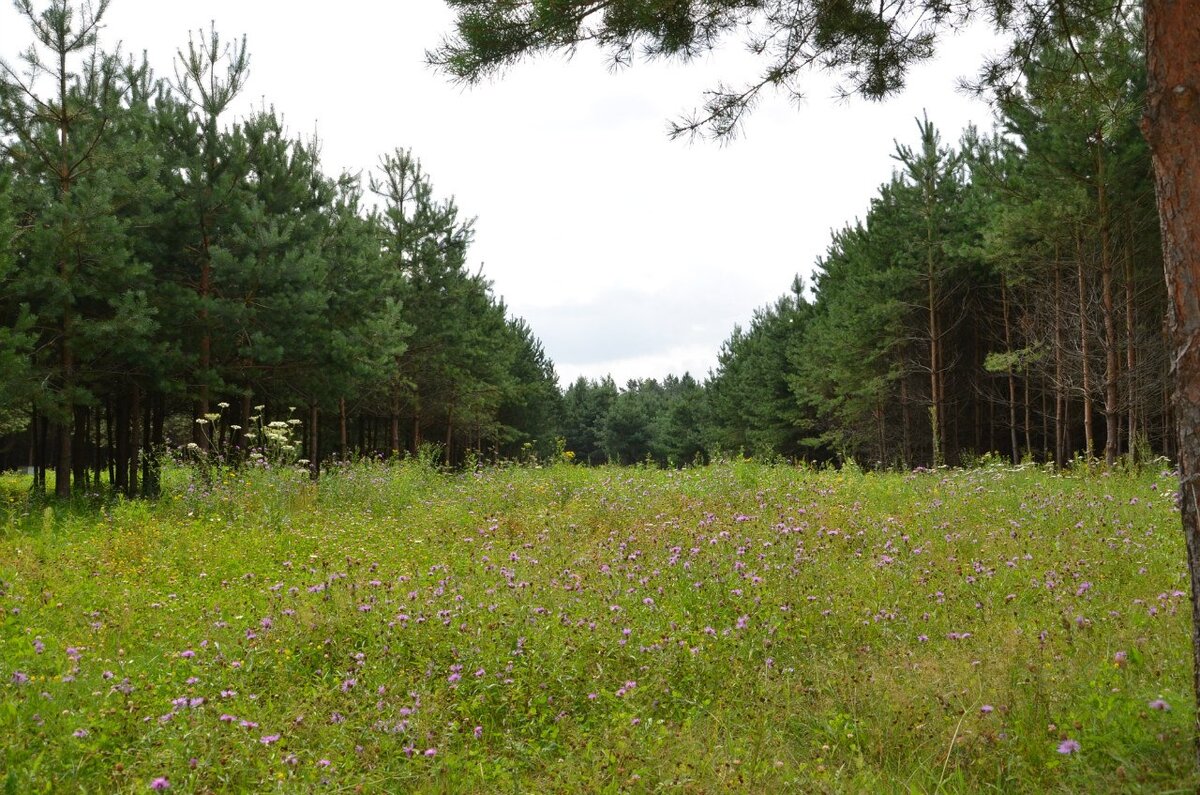 Это не естественная полянка. Лес был вырублен специально для выращивания медоносов.