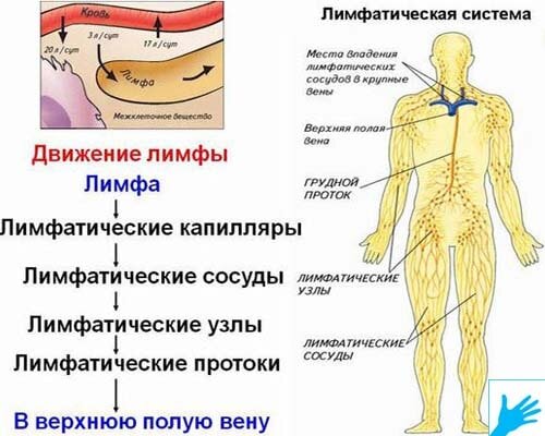 Лимфатическая система