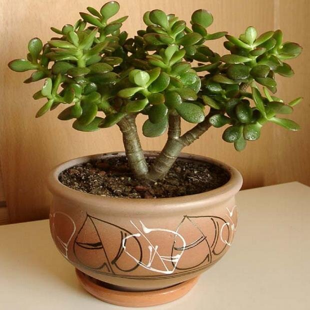 Фото взято из "Яндекс картинки"