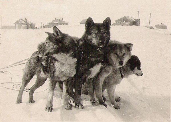 Загадочная гибель членов арктической экспедиции Уиллоби