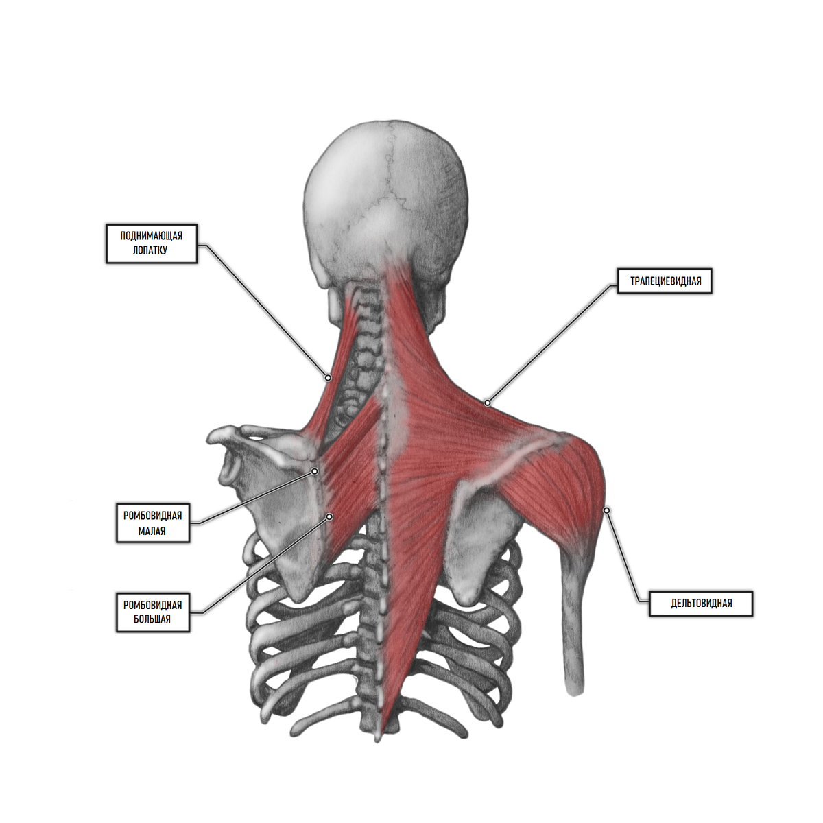 Мышцы лопатки. Леватор Скапула. Мышца, поднимающая лопатку (musculus levator scapulae). Musculus rhomboideus Major. Levator scapulae мышца.