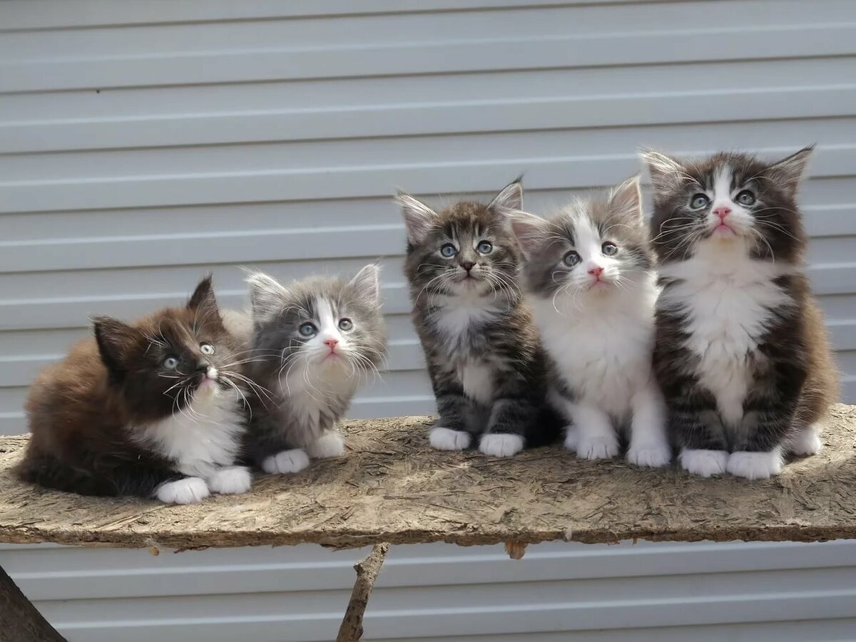 Фото котяток из открытых источников