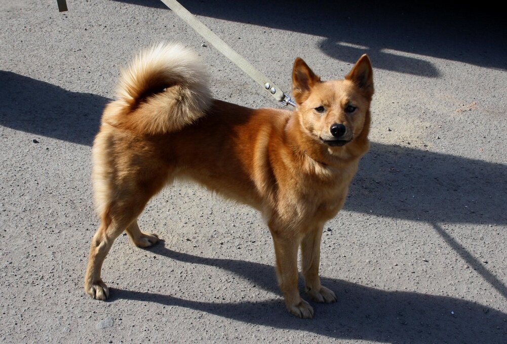 Карельская лайка