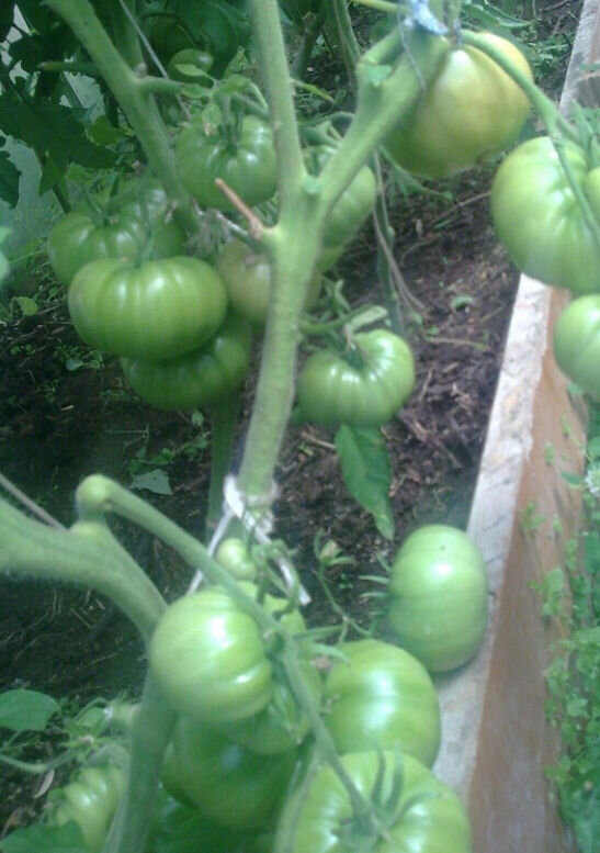 Помидоры сорта Чудо земли на кусте