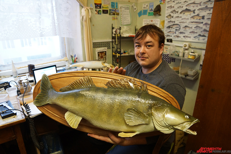 Профессиональный ихтиолог-таксидермист Александр Васильев уже несколько лет осваивает непростое ремесло изготовления чучел из водоплавающих. Фото: АиФ / Дмитрий Овчинников
