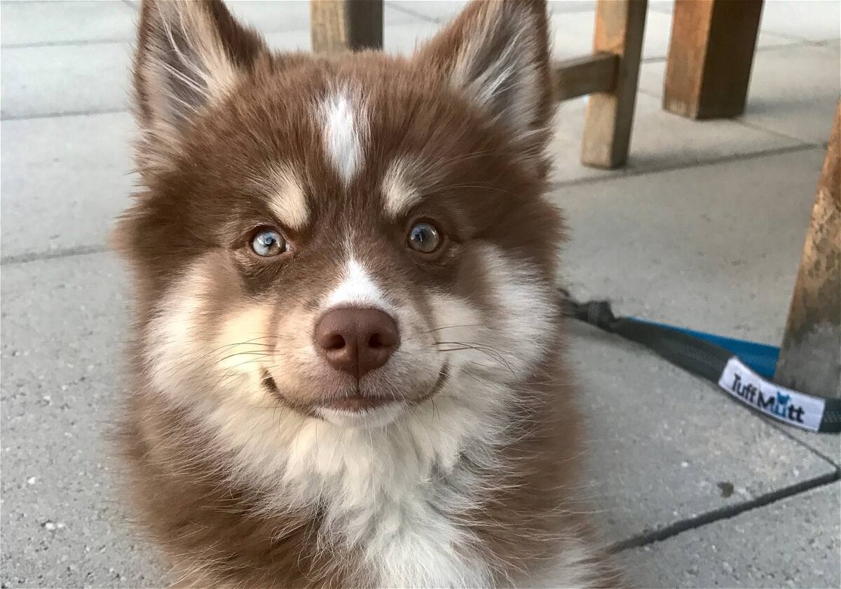 Только посмотрите в эти глаза... Помски