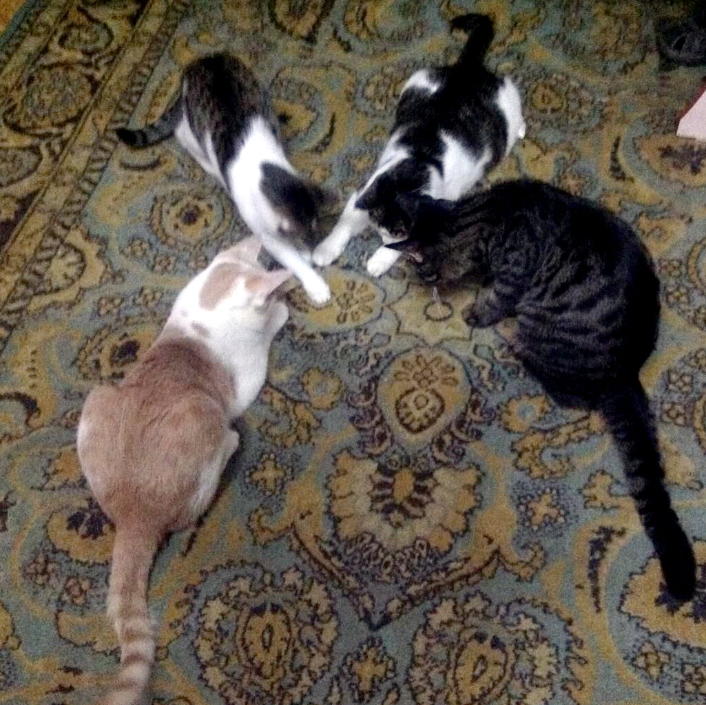 Кошки с удовольствием играют с лазерной указкой